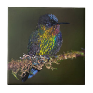 Colibri