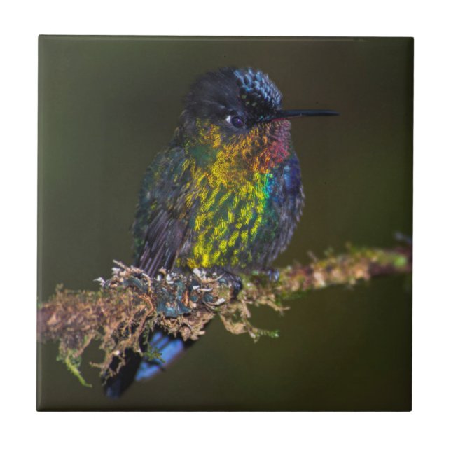 Colibri (Frente)