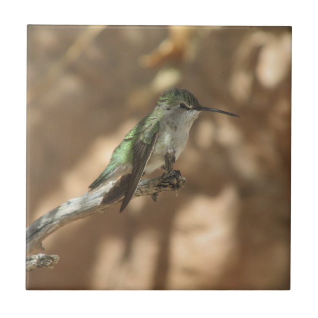Colibri (Frente)