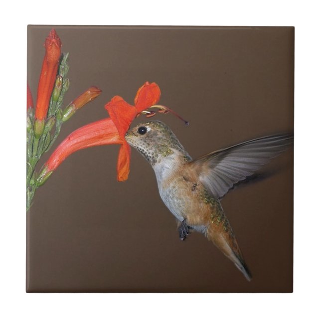 COLIBRI (Frente)