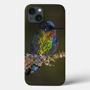 Colibri