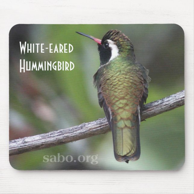 colibri Branco-orelhudo Mousepad (Frente)
