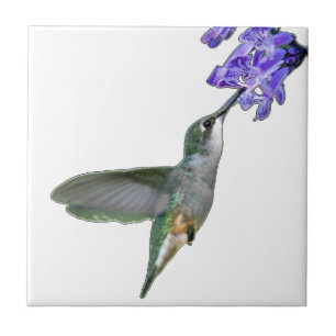 Colibri com lavanda de Mona