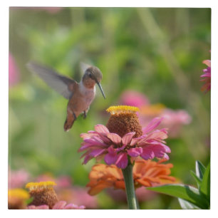 Colibri com Zinnias