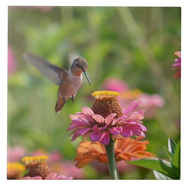 Colibri com Zinnias (Frente)