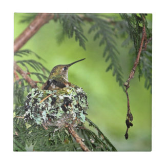 Colibri da mãe no ninho