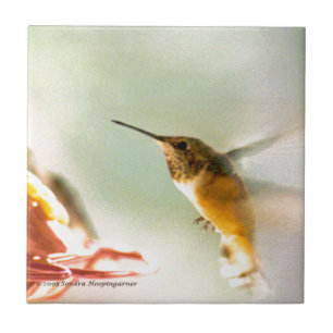 Colibri de Rufus