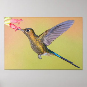 Colibri do Sylph com impressão da cauda longa