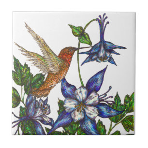 Colibri e aquilégia Rufous