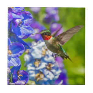 Colibri e Delphinium