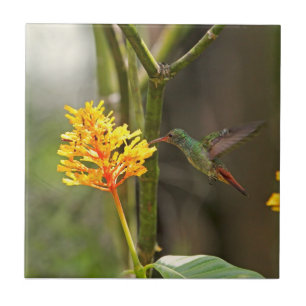 Colibri e flor tropicais