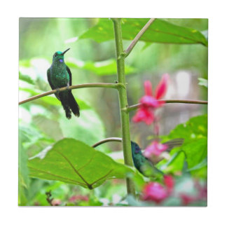 Colibri e flores tropicais