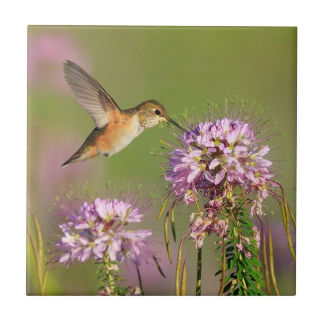 Colibri e Wildflowers (Frente)