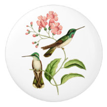 Colibri inchado branco da gema da montanha