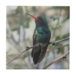 colibri Largo-faturado