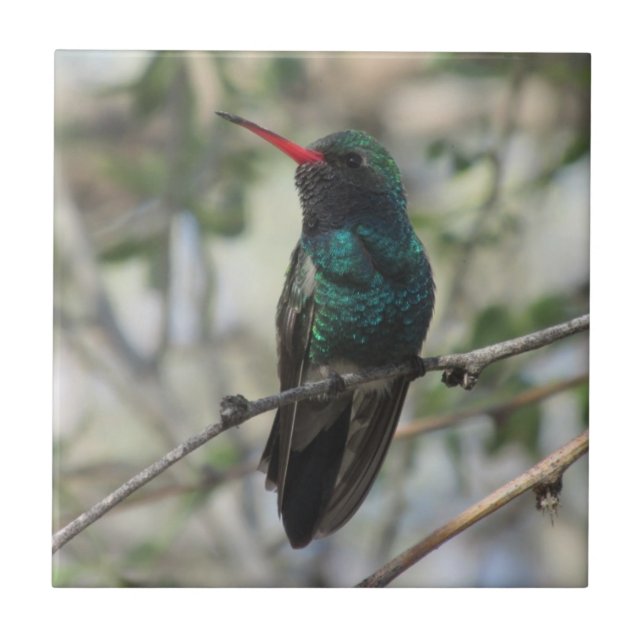 colibri Largo-faturado (Frente)