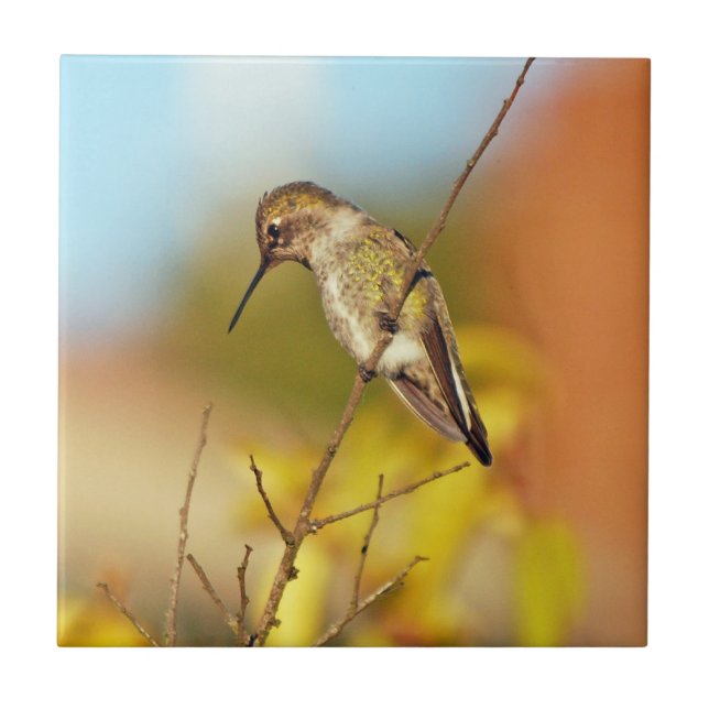 Colibri no ramo (Frente)