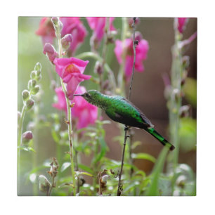Colibri que alimenta no néctar