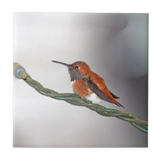 Colibri que cola para fora a língua
