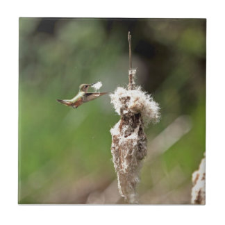 Colibri que constrói um ninho