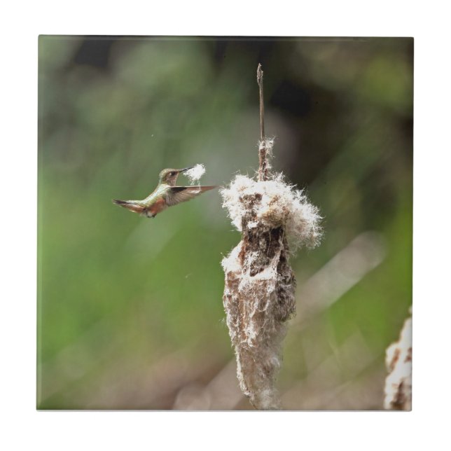 Colibri que constrói um ninho (Frente)