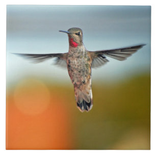 Colibri que paira