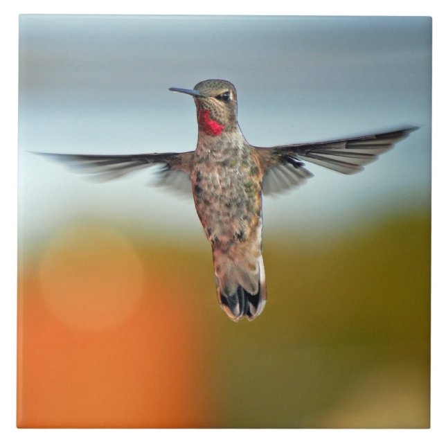Colibri que paira (Frente)