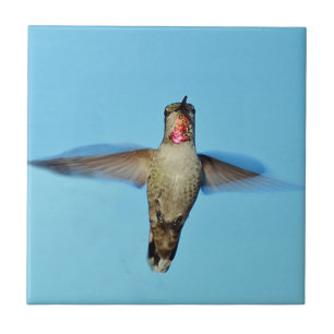 Colibri que paira