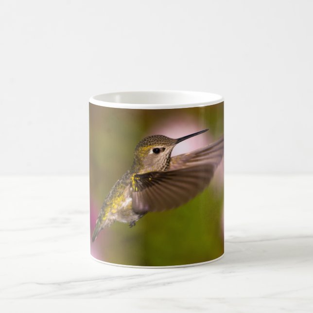 Colibri que voa a caneca do colibri de Anna fêmea (Centro)