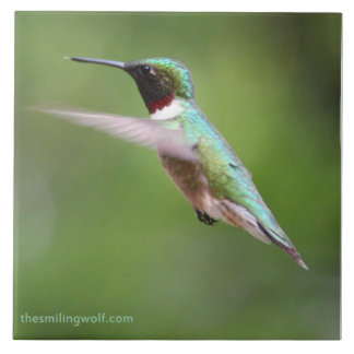 Colibri Rubi-Throated
