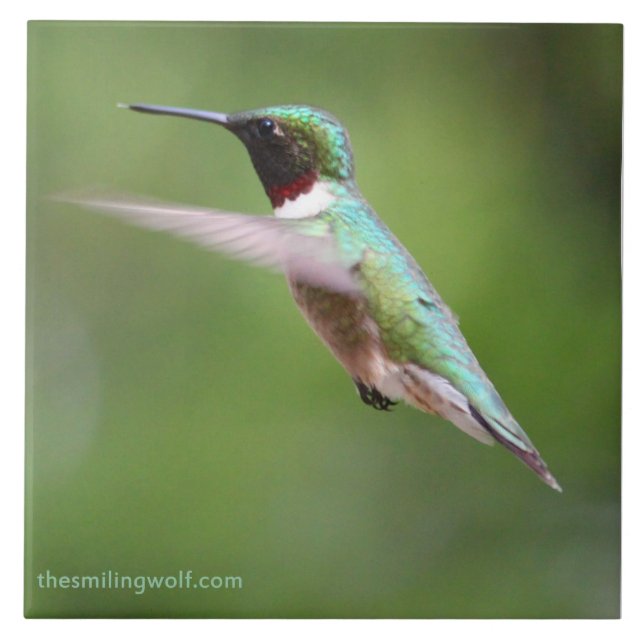 Colibri Rubi-Throated (Frente)
