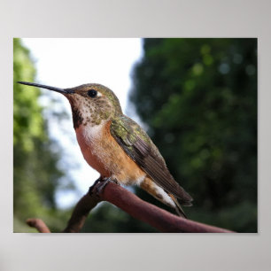 Colibri Rufous fêmea - impressões das belas arte