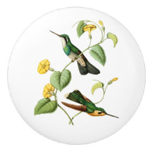 Colibri Throated branco da gema da montanha