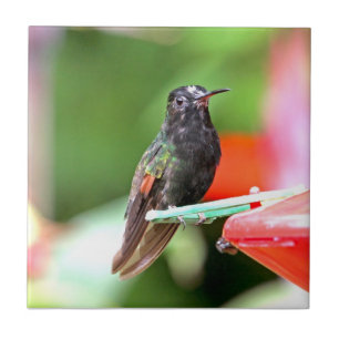 Colibri tropical no alimentador