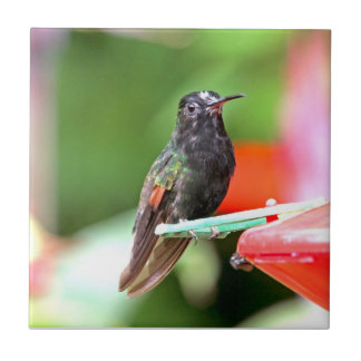 Colibri tropical no alimentador