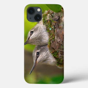 Colibris do bebê