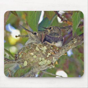 Colibris do bebê - Mousepad
