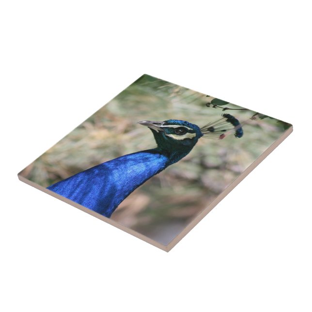 Colisão da Cabeça de Peacock (Lateral)