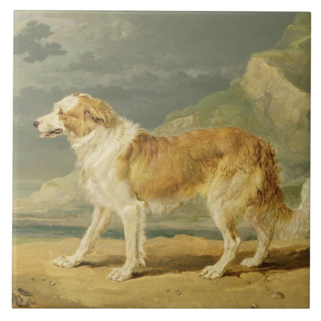 Collie Áspero-revestido, 1809 (óleo a bordo) (Frente)