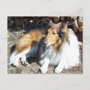 Collie com cartões postais Firewood