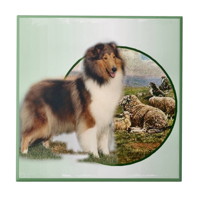 Collie Keeper da Ovelha (Frente)