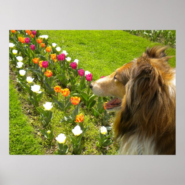 Collie N More Tulips Poster (Frente)