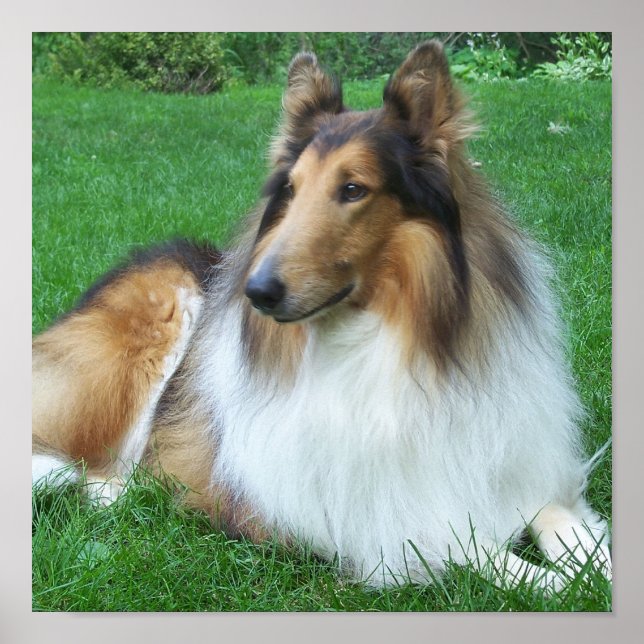 Collie na Poster de Grass (Frente)