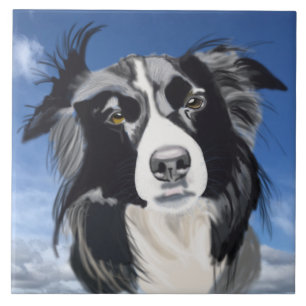 Collie Preto e Branco