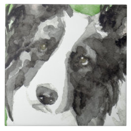 Collie Watercolor de Borda