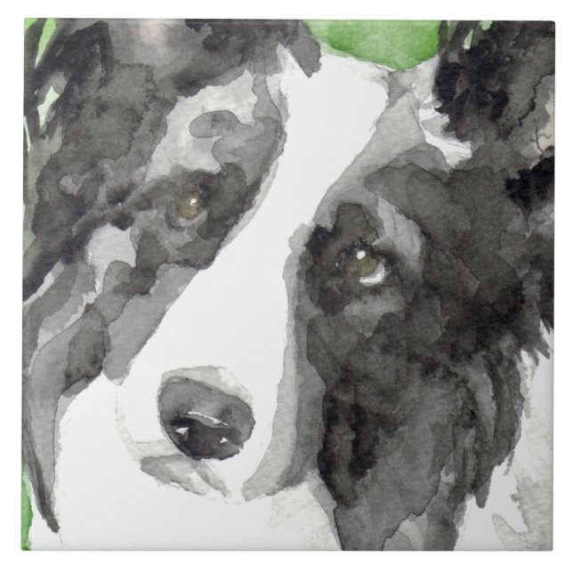 Collie Watercolor de Borda (Frente)