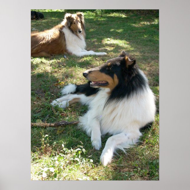 Collies No Resto - Poster (Frente)