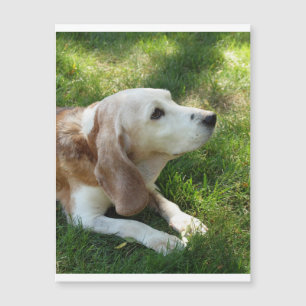 colocação do besouro.png