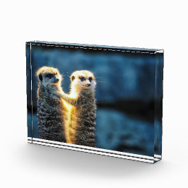 Colocando meerkats