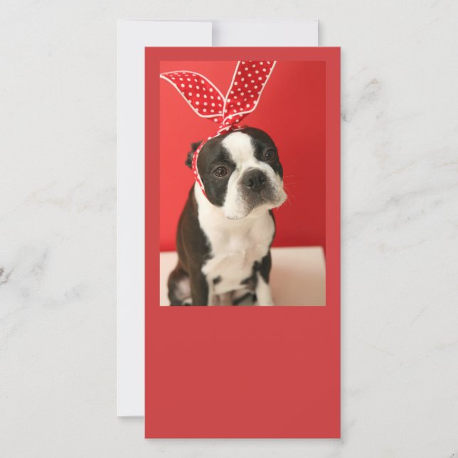 Cologalita Usamimi Photo cards (Frente)